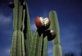 Cactus cereus 200 mg com 60 cap